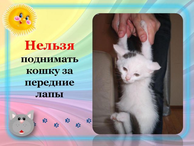 Поднять кошку. Кошку поднимают. Нельзя поднимать кошку за передние лапы. Как поднимать кошку.