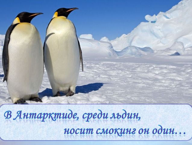 ОРБ пингвин 1